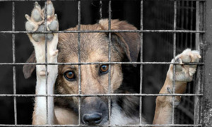 Paraguay activa el Registro Nacional de Agresores de Animales, un giro clave contra el maltrato - OviedoPress