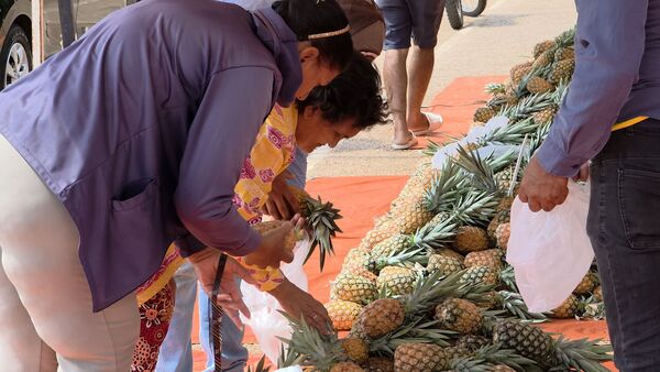 Exitosa feria de piñas dinamiza la economía local en Concepción - Concepción al Día
