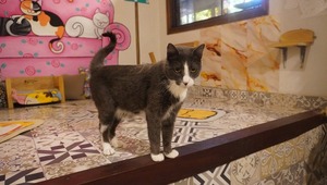 Paraguay lanza el Registro Nacional de Agresores de Animales