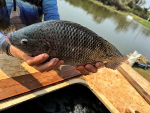 Piscicultura en Paraguay: Un rubro estratégico en 2026