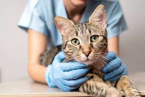 Cristales en la orina: el drama de los gatos machos y cómo la humedad en su dieta puede salvarlos - Mascotas - ABC Color