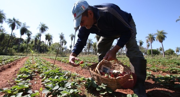 Empleo circular abre puertas para elevar la producción frutícola de Areguá