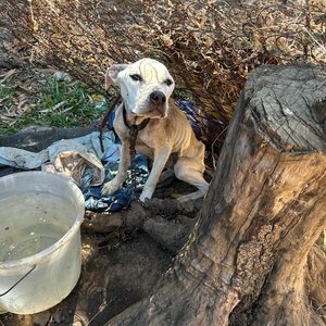 PARAGUAY CREA EL REGISTRO NACIONAL DE AGRESORES DE ANIMALES (RAGAN)