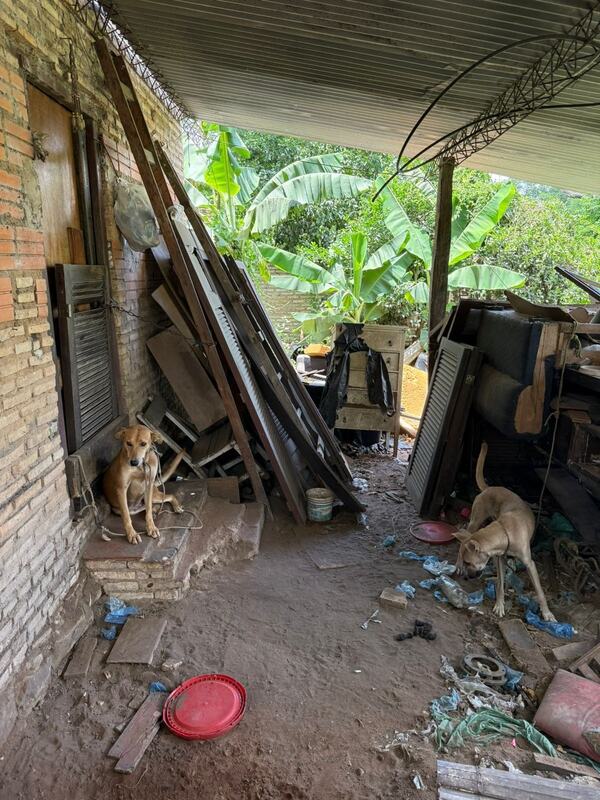 Fiscalía interviene ante denuncia por maltrato animal y rescata a dos perros