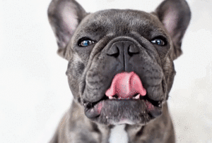 Por qué tu perro te lame la cara y cuándo puede ser un problema - Mascotas - ABC Color