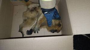 Karaja sufrió fracturas al caer de un árbol y fue rescatado por bomberos