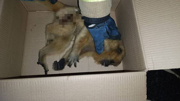 Karaja sufrió fracturas al caer de un árbol y fue rescatado por bomberos