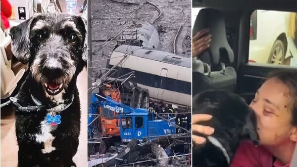 España: La historia del perro Boro y el milagroso reencuentro con su familia tras una tragedia