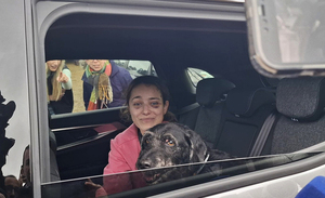 Final feliz: apareció Boro, el perro que desapareció tras choque de trenes en España | Unicanal