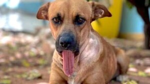 Reconstruirán el hocico de Canela en Paraguay