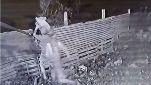 Ponen cámaras 24 horas, pero igual se roban los kure’i