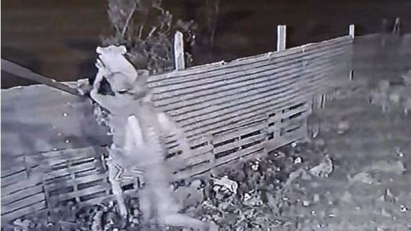 Ponen cámaras 24 horas, pero igual se roban los kure’i