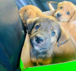 Alertan sobre alarmante cantidad de denuncias por abandono de animales - ABC en el Este - ABC Color