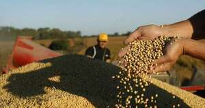 La Nación / Semillas certificadas cubren gran parte de la demanda nacional y sostienen la cadena agrícola