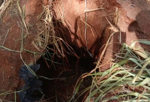 Policía desactivó un artefacto explosivo en Marina Cué