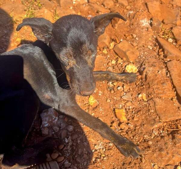 AUDIO. Alertan sobre alarmante cantidad de denuncias por abandono de animales - Ancho Perfil - ABC Color
