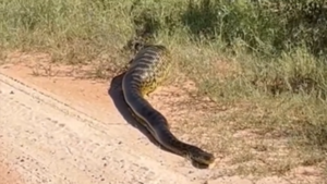 Video: Captan a una kuriju en la ciudad de Villeta