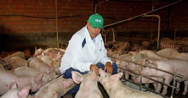 La Nación / El sector porcino ve gran oportunidad en el acuerdo