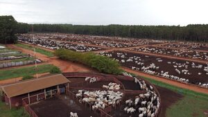 Sanidad en corrales de engorde: una variable clave para sostener la eficiencia y la rentabilidad