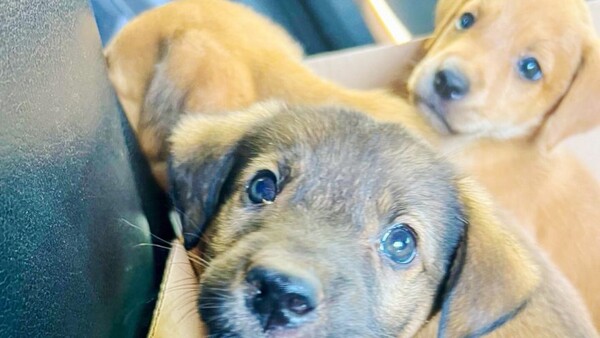 Aumentan denuncias por abandono de animales en Ciudad del Este