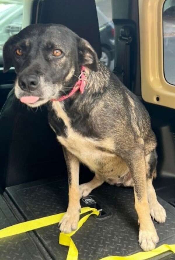 Perrita encontrada - Encontrá a tu mascota - ABC Color