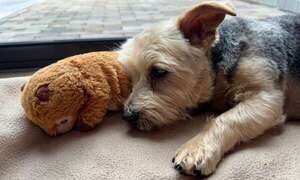 Embarazo psicológico: qué es la pseudogestación y cómo afecta la salud emocional de tu perra - Mascotas - ABC Color