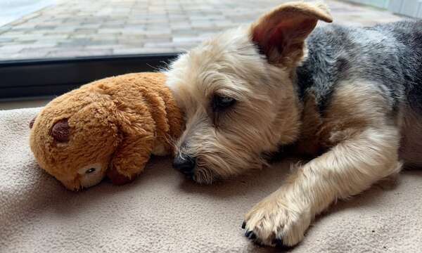 Embarazo psicológico: qué es la pseudogestación y cómo afecta la salud emocional de tu perra - Mascotas - ABC Color