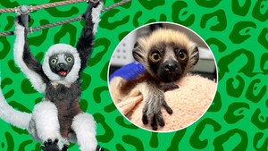 La familia de Zoboomafoo se expande: Presentan al bisnieto del lémur más famoso del mundo