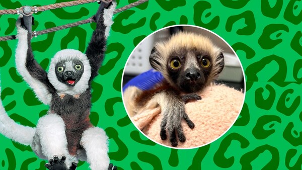 La familia de Zoboomafoo se expande: Presentan al bisnieto del lémur más famoso del mundo