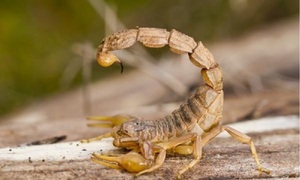 Aumentan las picaduras de alacrán y Salud distribuye antídotos en todo el país - OviedoPress