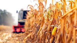 El maíz paraguayo gana volumen y ajusta su rumbo en 202