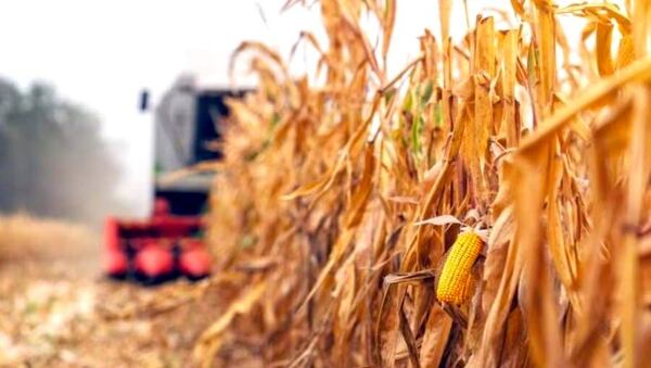 El maíz paraguayo gana volumen y ajusta su rumbo en 202