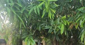 La Nación / Detiene a mujer que asesinó a puñaladas a su pareja en Limpio