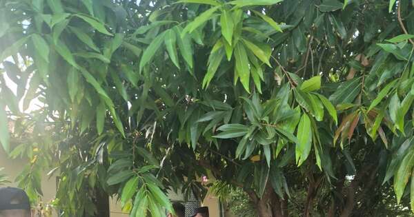 La Nación / Detienen a mujer que asesinó a puñaladas a su pareja en Limpio