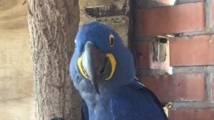 Guacamayo azul se recupera y sería devuelto a su hábitat natural