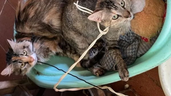 Defensa Animal interviene caso de gatos atados con cable en San Lorenzo