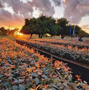 ADN Forestal S.A.: Impulsando la Silvicultura Nacional con Plantines Clonales de Eucalyptus - ABC Rural - ABC Color