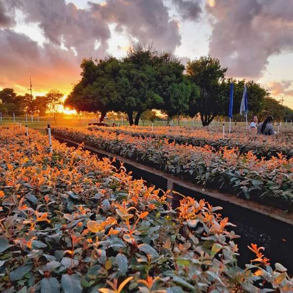 ADN Forestal S.A.: Impulsando la Silvicultura Nacional con Plantines Clonales de Eucalyptus - ABC Rural - ABC Color