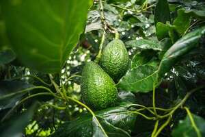 Aguacate: del cultivo incipiente al negocio emergente - ABC Rural - ABC Color