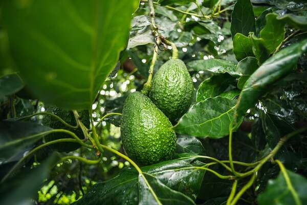 Aguacate: del cultivo incipiente al negocio emergente - ABC Rural - ABC Color