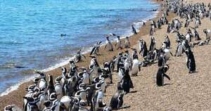La Nación / Península Valdés: donde la Patagonia se encuentra con el mar turquesa