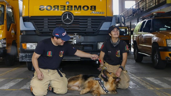 Thor: El cachorro que se entrena para rescatar vidas