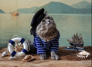 Gatos marineros: por qué los felinos fueron piezas clave en los grandes viajes de descubrimiento - Mascotas - ABC Color