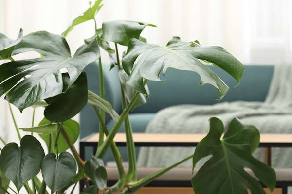 Viajar y dejar las plantas solas: cinco trucos caseros de autorriego  - Estilo de vida - ABC Color