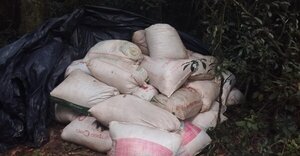 Allanamiento en Ñu Ka'ë: incautan casi una tonelada de marihuana en Tava'i