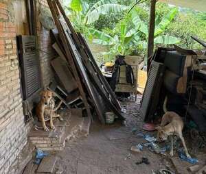 Altos: Fiscalía rescata a dos perros en condiciones deplorables - Nacionales - ABC Color