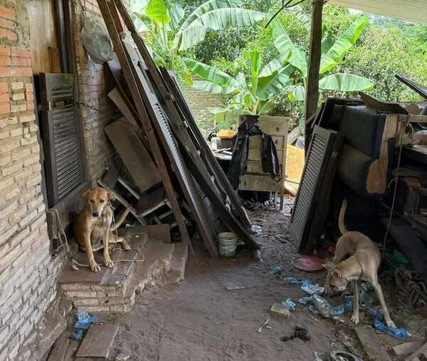 Altos: Fiscalía rescata a dos perros en condiciones deplorables - Nacionales - ABC Color