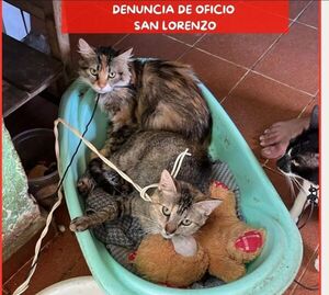 Rescatan a cuatro gatos en San Lorenzo tras denuncia por maltrato » San Lorenzo PY