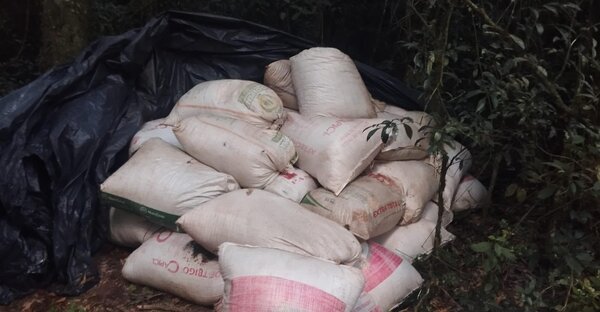 Allanamiento en Ñu Ka'ẽ: incautan casi una tonelada de marihuana en Tava'i