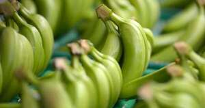La Nación / Productores de banana confían en aumentar exportaciones este 2026